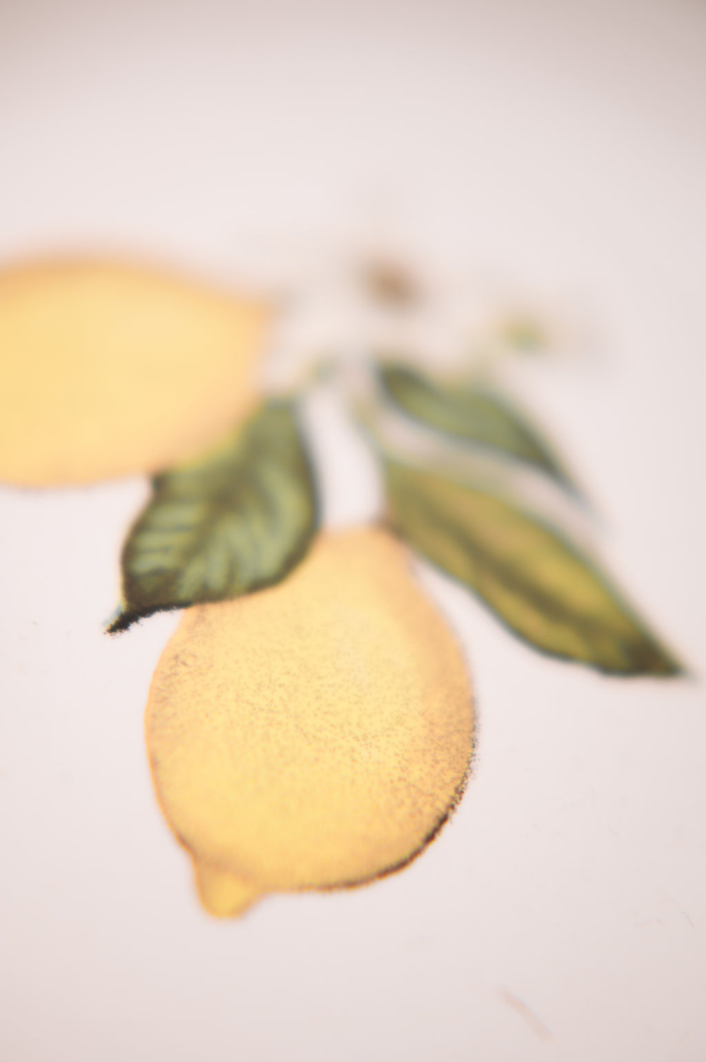 Limone Eleganza